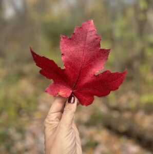 Anna-Ielo tall holding up a red fall maple leaf with a forest trail in the background